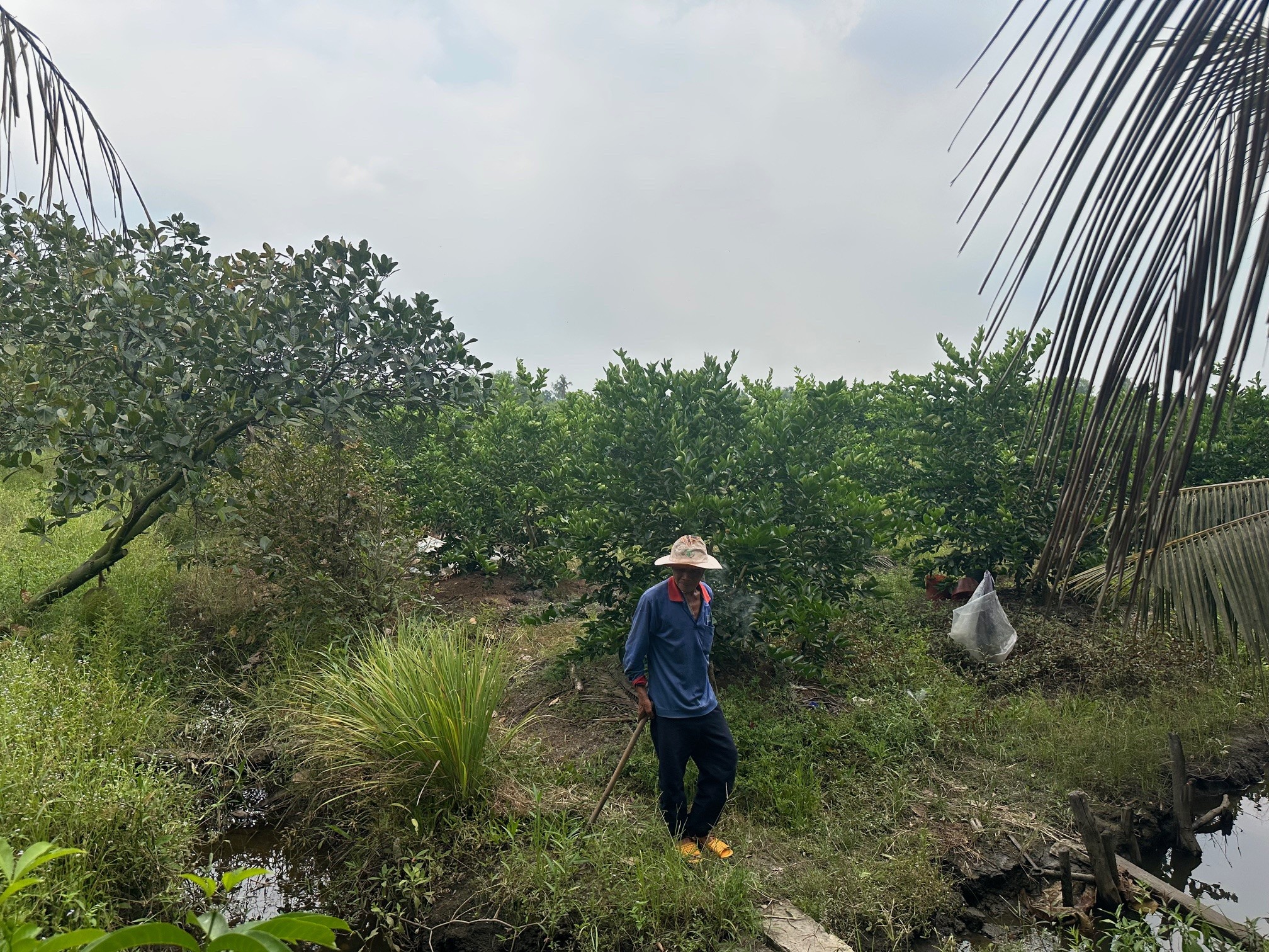 Smallholder farmer